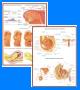 Material Didatico Gravidez e c menstrual   Ap reproductor Mapas  vitrilab